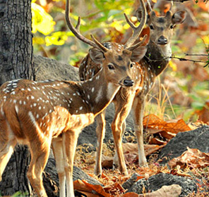 Pench National Park